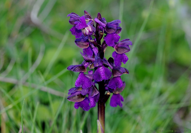 Orchidee del Chianti - Ophrys sphegodes e altre...